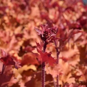 Heuchera 'Marmalade' ® ---